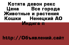 Котята девон рекс › Цена ­ 1 - Все города Животные и растения » Кошки   . Ненецкий АО,Индига п.